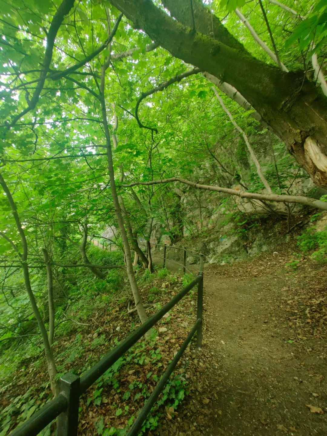 A path beneath a dense canopy of green leaves