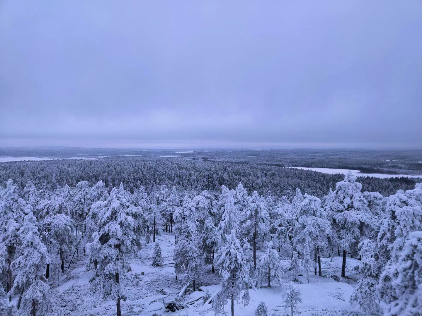 Snowy Finnish forest stretching to a pale horizon